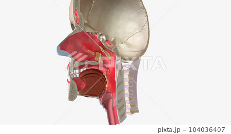 Upper respiratory infections (URIs) are common conditions caused by a viral infection of the respiratory tissue. Upper respiratory infections (URIs) are common conditions caused by a viral infection of the respiratory tissue. 104036407