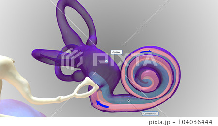 In the inner ear, sound waves move into a fluid-filled, spiral bone called the cochlea. 104036444
