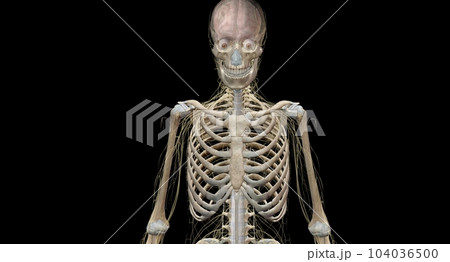 Your nervous system is your body's command center. Your nervous system is your body's command center. 104036500