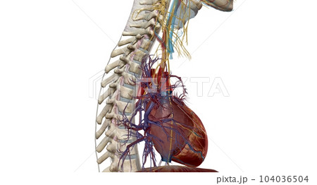 Peripheral nerves reside outside your brain and spinal cord. Peripheral nerves reside outside your brain and spinal cord. 104036504