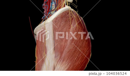 This nerve sts in the lower back and runs down the back of each leg. 104036524