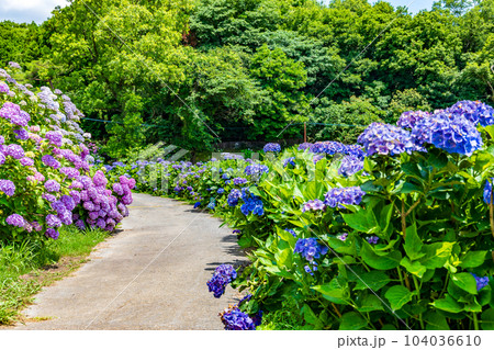 紫陽花 104036610