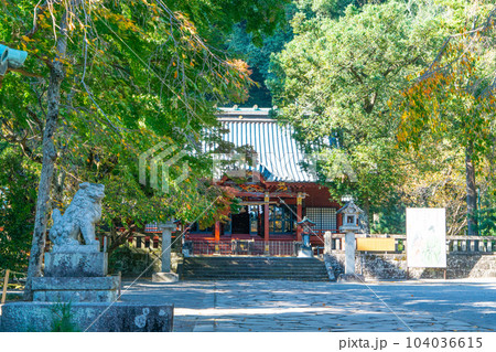 伊豆山神社　秋の木漏れ日の境内1　静岡県熱海市 104036615