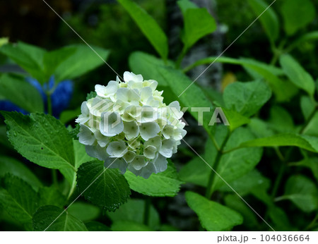 雨が降る日の紫陽花 104036664