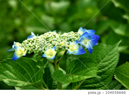 雨が降る日の紫陽花 104036666