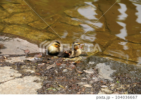 カルガモのひな カルガモのひな 104036667