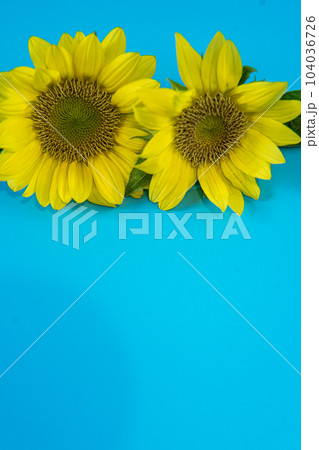 夏の向日葵たち 夏の向日葵たち 104036726