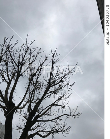 枯れ木 104036758