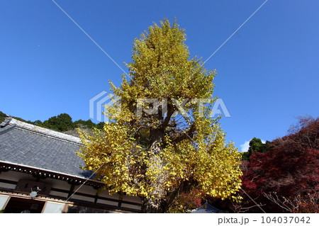 寺院と色付いたイチョウの木 寺院と色付いたイチョウの木 104037042