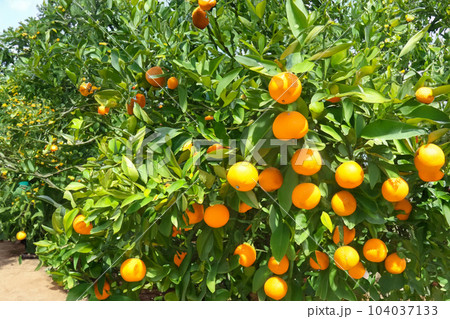 An image of an orange garden. An orange is a fruit of various citrus species in the family Rutaceae An image of an orange garden. An orange is a fruit of various citrus species in the family Rutaceae 104037133