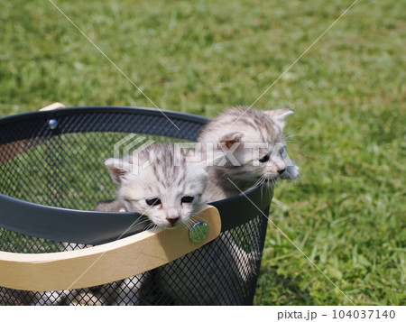 可愛い子猫兄弟 104037140