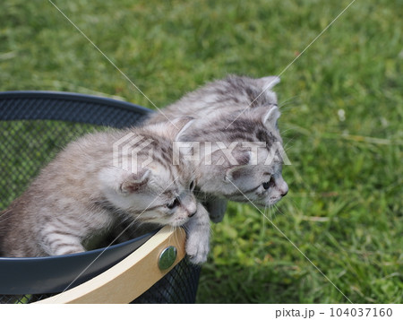 可愛い子猫兄弟 104037160