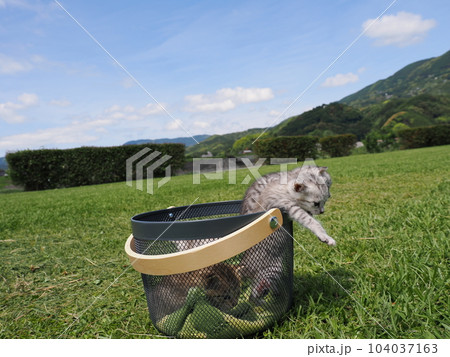 可愛い子猫兄弟 104037163