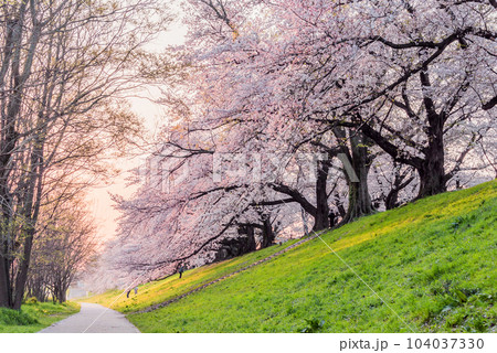 京都府八幡市 背割堤の桜 京都府八幡市 背割堤の桜 104037330