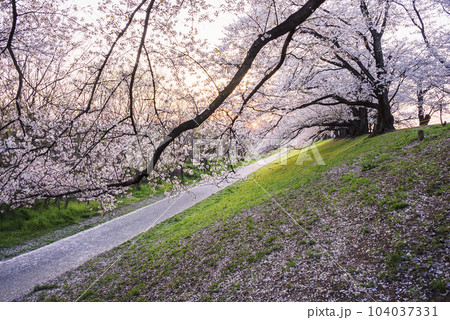 京都府八幡市　背割堤の桜 104037331