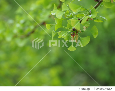 イチョウの花 可愛い雌花と気持ち悪い雄花 イチョウの花 可愛い雌花と気持ち悪い雄花 104037482