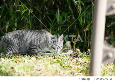 野良猫の新顔のキジトラ白のオス 野良猫の新顔のキジトラ白のオス 104037518