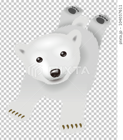 Polar bear illustration 104037611