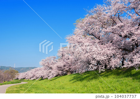 京都府八幡市　背割堤の桜 104037737