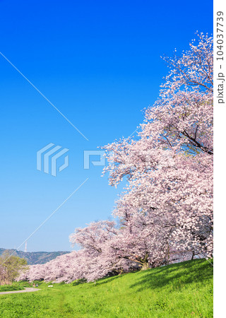 京都府八幡市　背割堤の桜 104037739