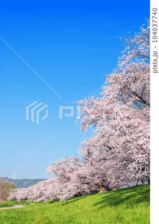 京都府八幡市　背割堤の桜 104037740