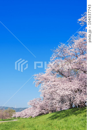 京都府八幡市　背割堤の桜 104037743
