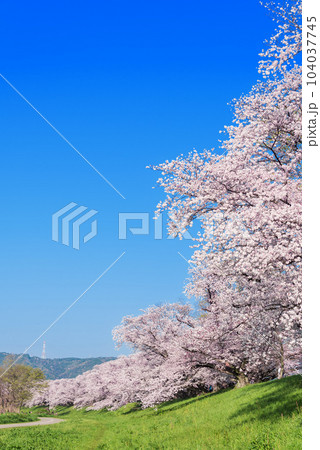 京都府八幡市　背割堤の桜 104037745