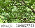 メジロと木の枝 104037753