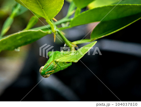 Closeup of a green grasshopper perching on a leaf to search for food with a blurred background 104037810
