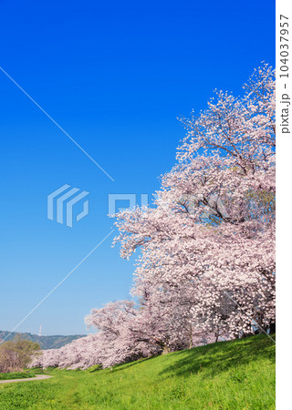 京都府八幡市 背割堤の桜 京都府八幡市 背割堤の桜 104037957