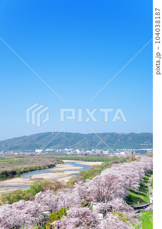 京都府八幡市　背割堤の桜　展望塔からの眺め 104038187