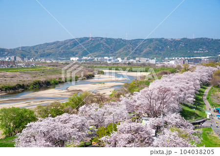京都府八幡市　背割堤の桜　展望塔からの眺め 104038205