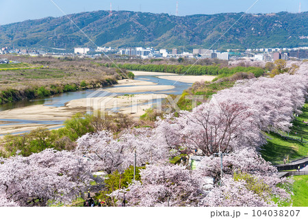京都府八幡市　背割堤の桜　展望塔からの眺め 104038207