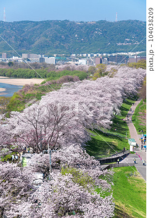 京都府八幡市　背割堤の桜　展望塔からの眺め 104038209