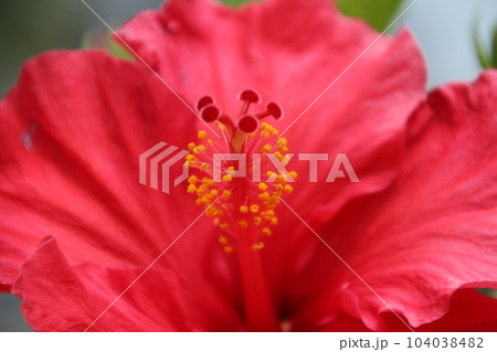 花 フラワー お花 104038482
