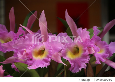 花 フラワー お花 104038545