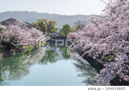 京都岡崎　徳成橋から望む琵琶湖疏水の桜 104038665