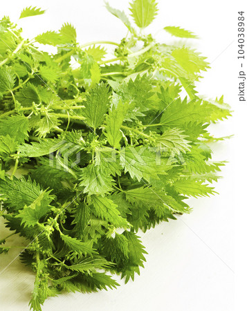 Nettles on white 104038984