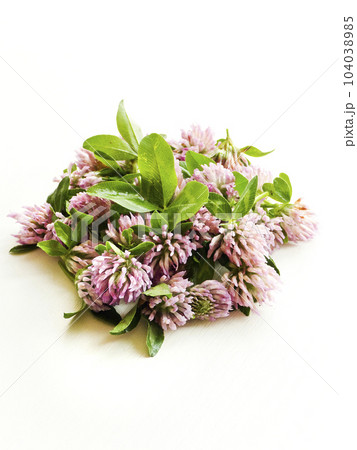 Fresh horse clover flowers on the white Fresh horse clover flowers on the white 104038985