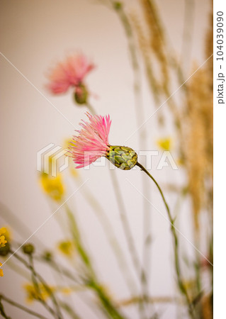 Bouquet of different wildflowers in vase against white wall and window in home interior. Flower arrangement for home decor. Flowering plants indoors in rural house. Blossoming wild flowers in a room. 104039090