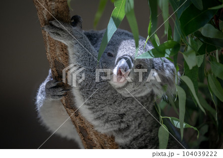 コアラ　多摩動物公園より 104039222