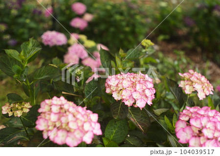 可憐に咲く花 紫陽花 104039517