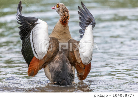 Egyptian goose (Alopochen aegyptiaca) washing its feathers in a river. 104039777