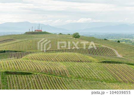 Vines flourishing on stony and volcanic soils. This gives excellent wines with a particularly strong mineral character. 104039855