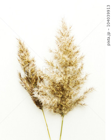 Phragmites on white 104039913