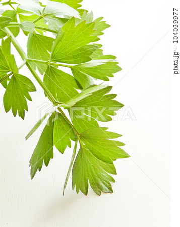 Lovage on white 104039977