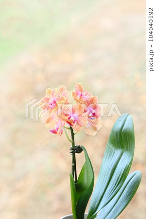 ミニ胡蝶蘭 肌色にピンク色の花 自然背景 ミニ胡蝶蘭 肌色にピンク色の花 自然背景 104040192