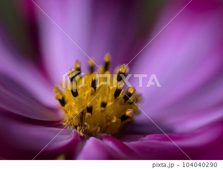 ヒャクニチソウの花 ヒャクニチソウの花 104040290