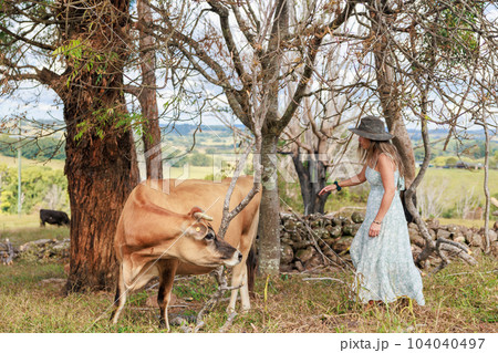 オーストラリアの牧場で牛に近づく南米出身の女性の写真素材 [104040497] - PIXTA