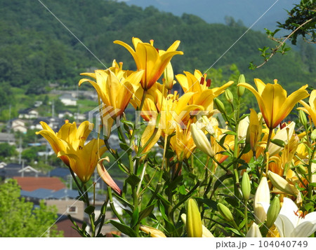 満開のスカシユリ 104040749